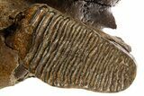 Adult Woolly Mammoth Upper Jaw - North Sea #337179-9